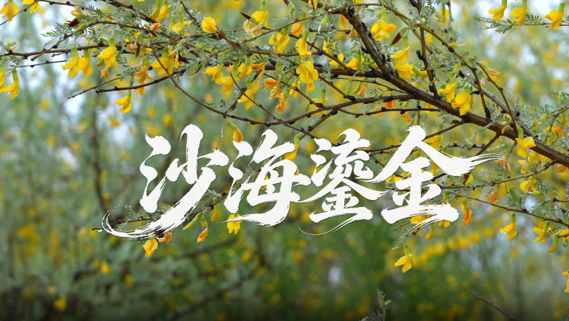 内蒙古翁牛特旗：沙海鎏金