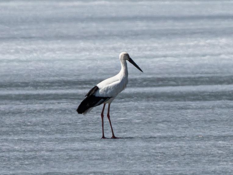 东方白鹳“打卡”免渡河湿地公园