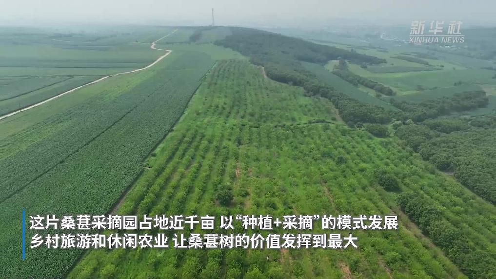 内蒙古莫旗：桑葚飘香引客来