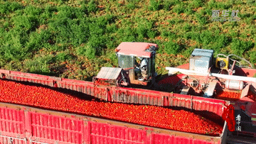 内蒙古准格尔旗：番茄喜获丰收 “映”红致富路