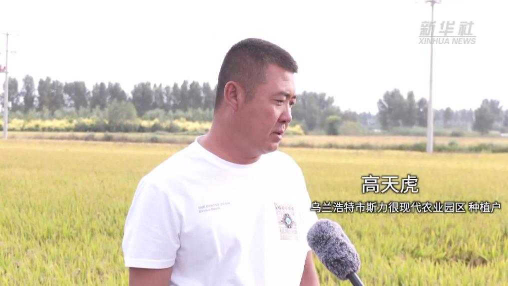 内蒙古乌兰浩特市15万亩水稻迎丰收