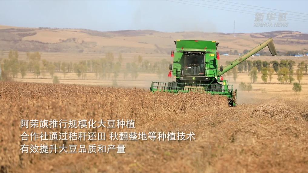内蒙古阿荣旗285万亩大豆喜获丰收