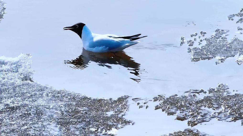 乌海：冰雪融候鸟归