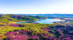 內蒙古大興安嶺野生杜鵑花開 相約紫色浪漫花海