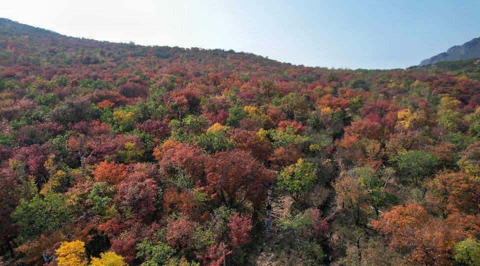 巴林右旗：以紅葉節為媒 打造文旅融合新名片