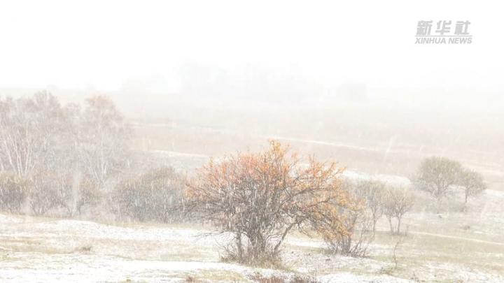 乌兰布统草原：金秋遇初雪