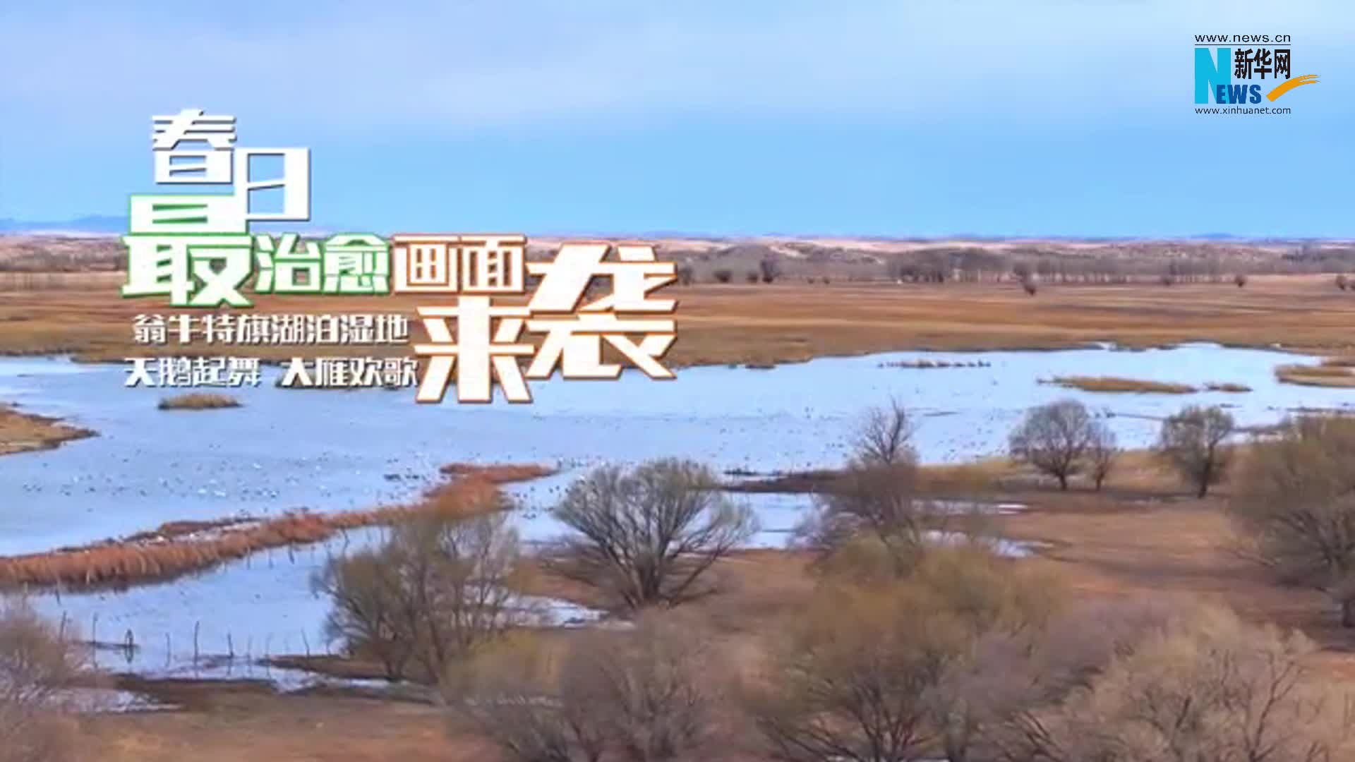 翁牛特旗：天鹅起舞 大雁欢歌