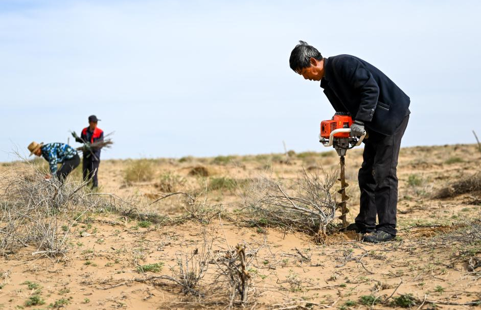 库布其沙漠治沙忙