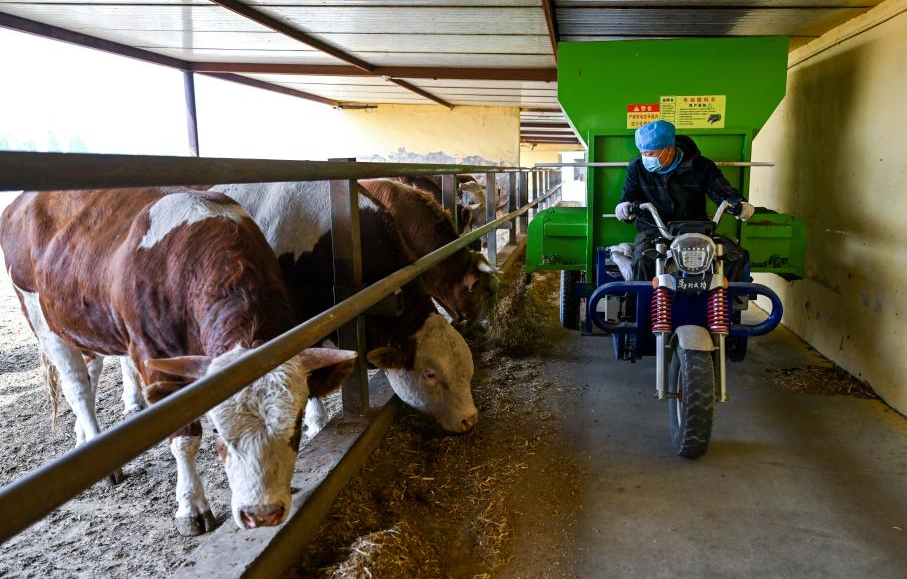 内蒙古鄂尔多斯：肉牛养殖助力乡村振兴