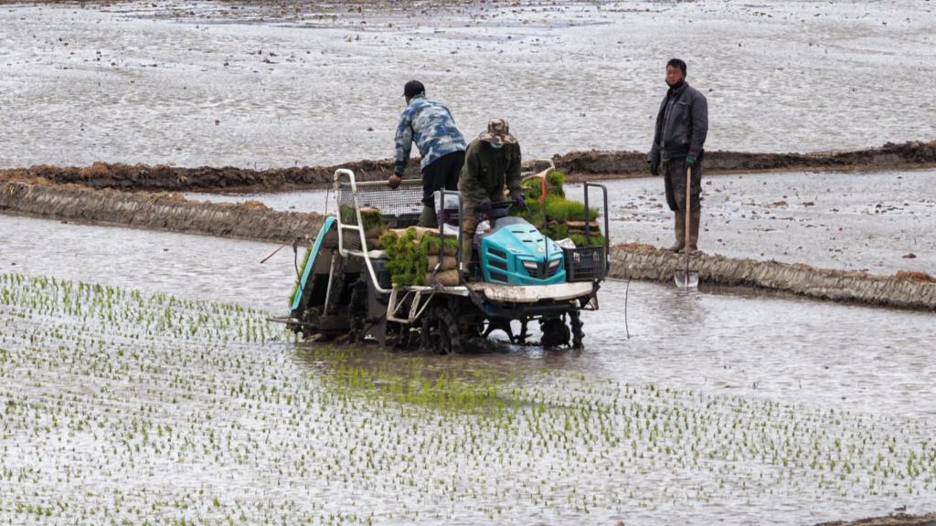 翁牛特旗：机械化插秧绘就春耕美景
