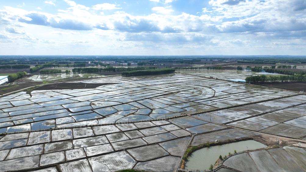 内蒙古扎赉特旗：水稻迎来插秧季