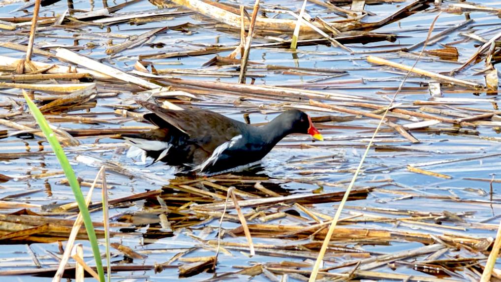 内蒙古赤峰市松山区：小湿地里生态美