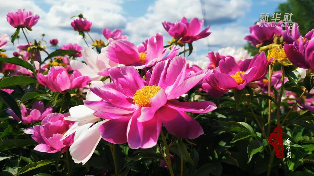 百年药乡 花开盛放