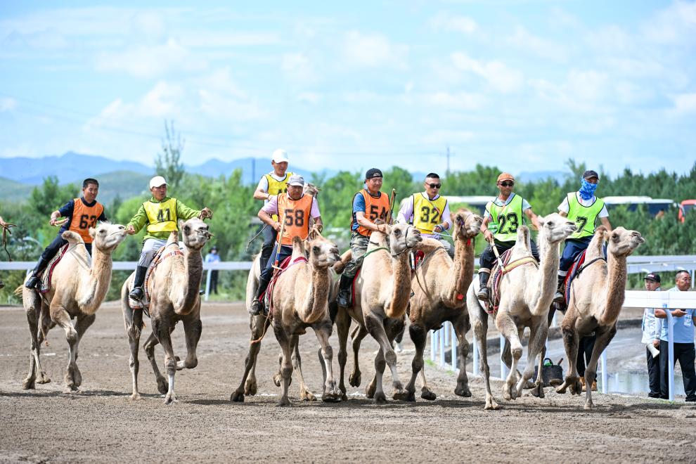 内蒙古自治区第十一届少数民族传统体育运动会赛骆驼5400米比赛赛况