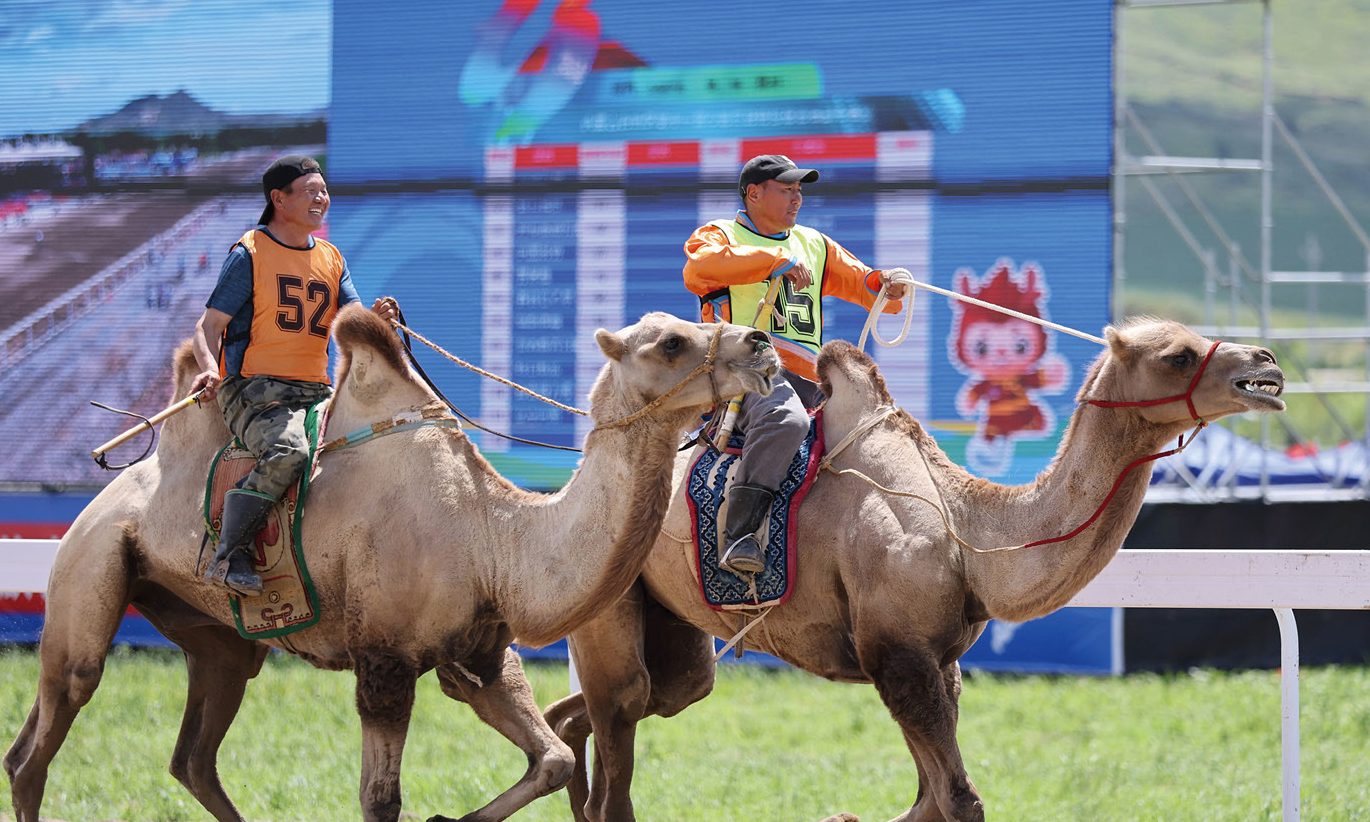 跃动草原的“非遗”之一——赛骆驼