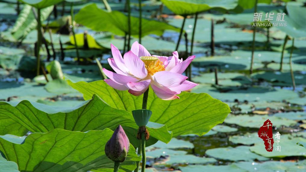 一池荷花开 半夏清凉来