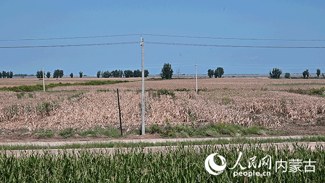 受洪涝灾害影响的玉米地。实习生 王正玉摄