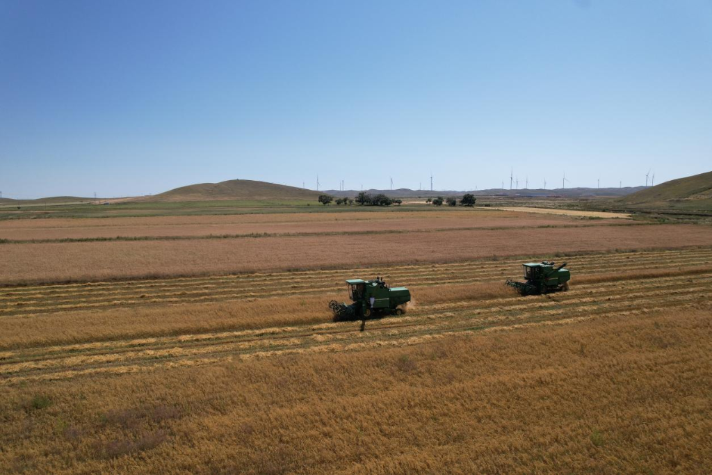 四子王旗：5000亩燕麦进入收获期