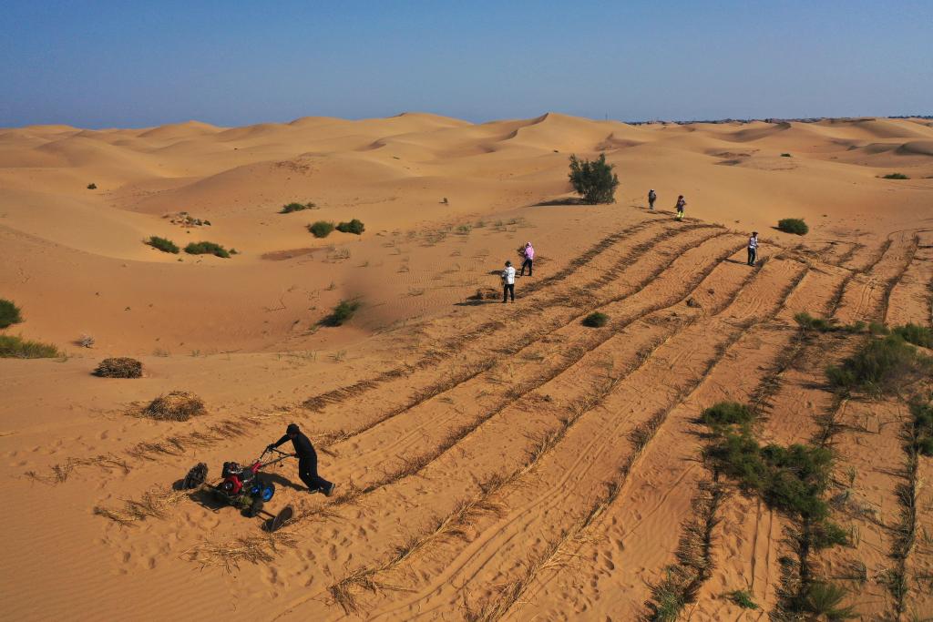 库布其沙漠治沙进行时