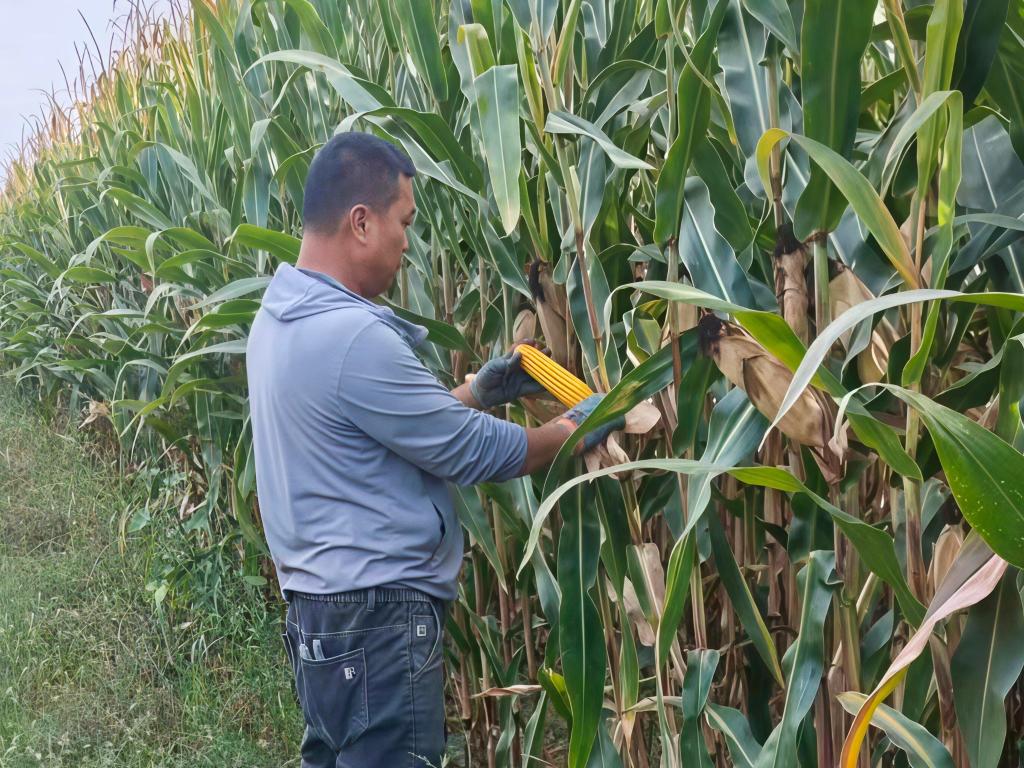 新农人的“兴农梦”：从爱种田到“慧”种田