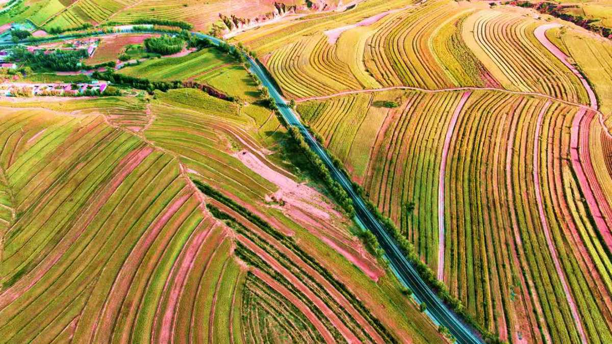 翁牛特旗：“荞麦之都”庆丰收 乡村振兴谱新篇