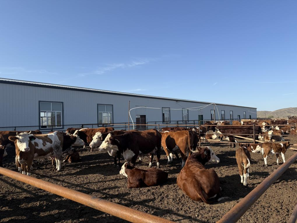 林西县肉牛产业“链”就高质量发展新图景