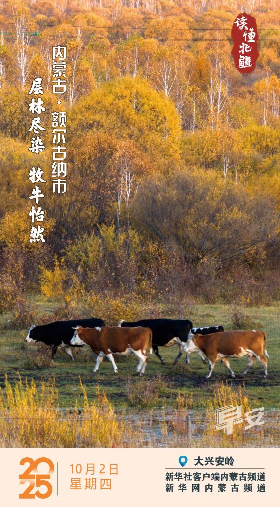 读懂北疆｜层林尽染  牧牛怡然 内蒙古额尔古纳市