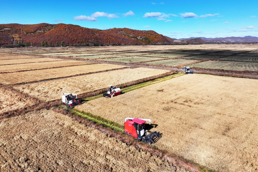 內蒙古扎蘭屯：寒露時節好“豐”景