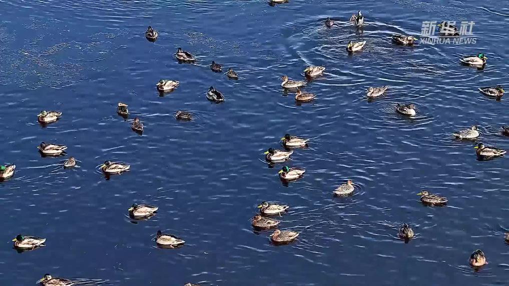 额尔古纳湿地迎来候鸟迁徙