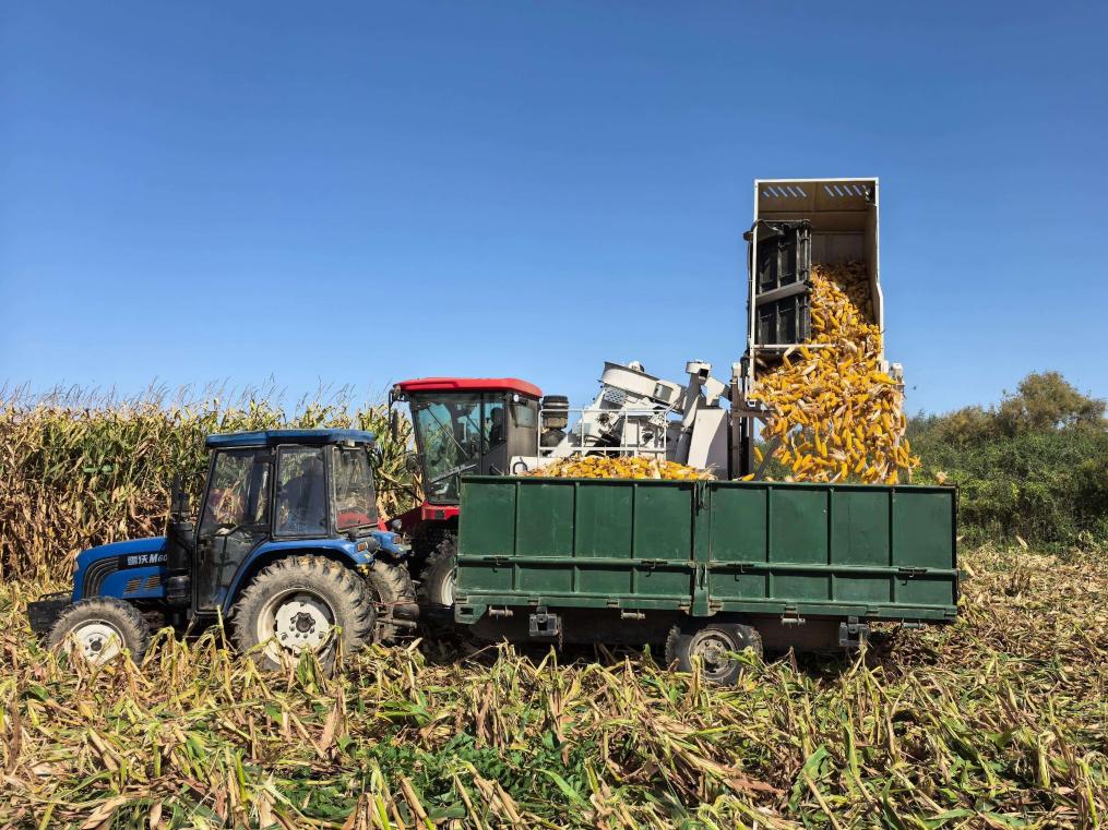單産升 總量增 內蒙古玉米生産獲豐收