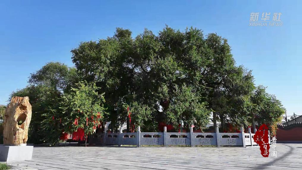 内蒙古：古榆新韵