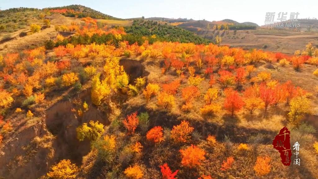 老牛湾黄河大峡谷层林尽染