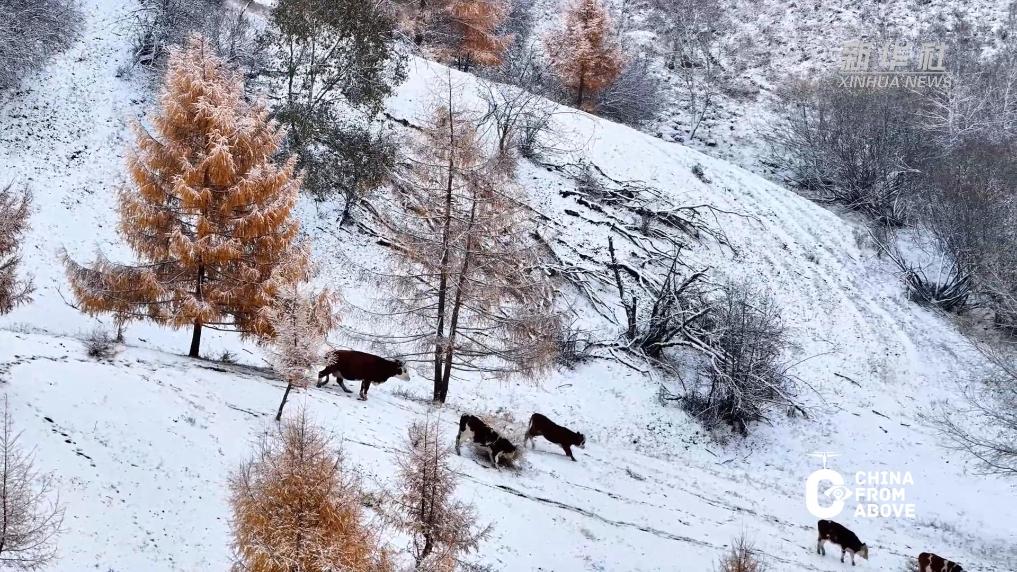 内蒙古：雪落无声映诗画