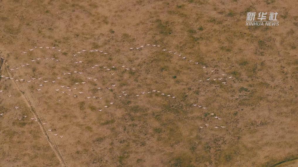 雁影漫過錫林郭勒