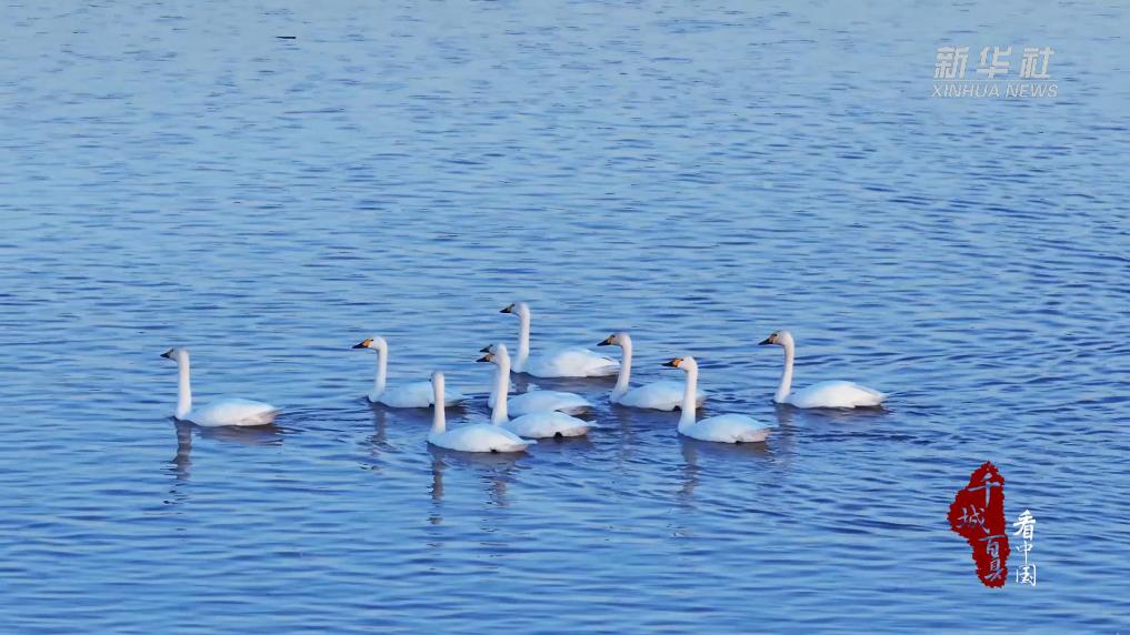 內蒙古：天鵝映湖光