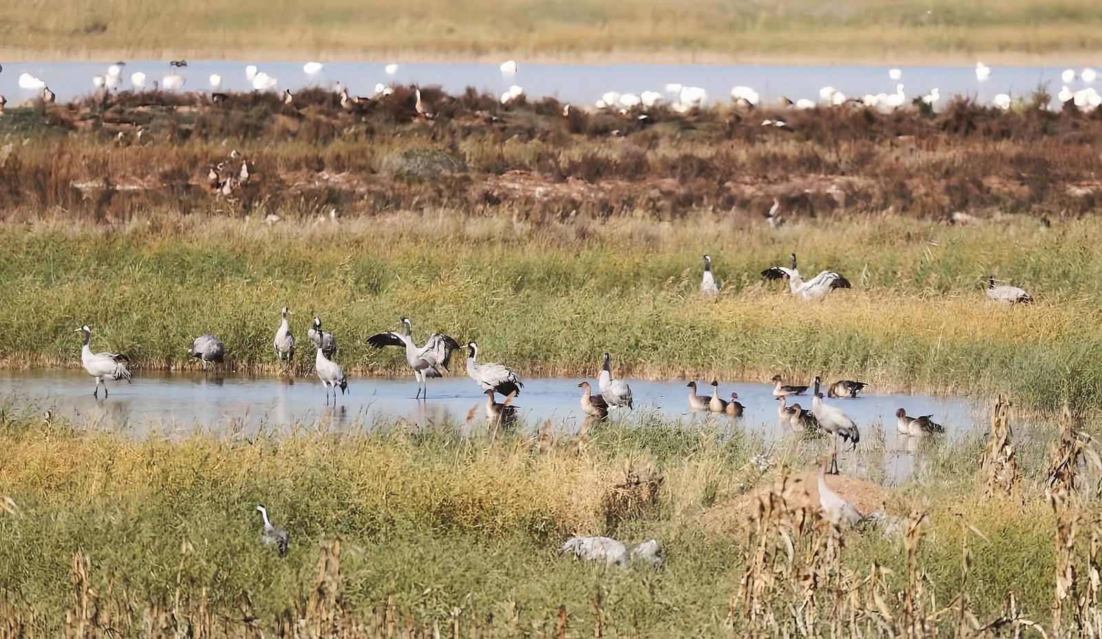 包頭濕地成候鳥“國際機場”