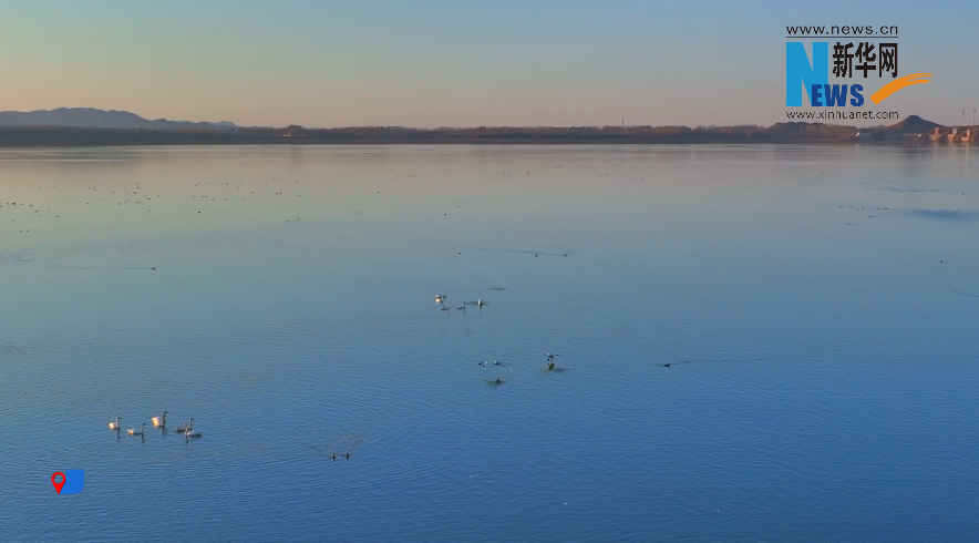 赴一場與天鵝的秋日之約