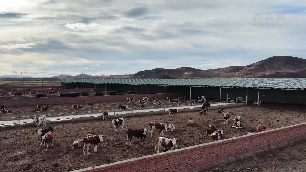 兴安盟：备足饲草料 牲畜越冬有底气