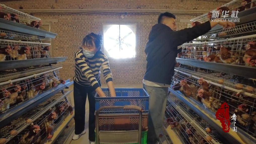 “新農人”築夢智能雞場
