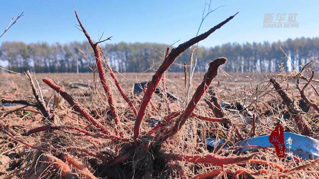 內蒙古：藥香漫田産業興