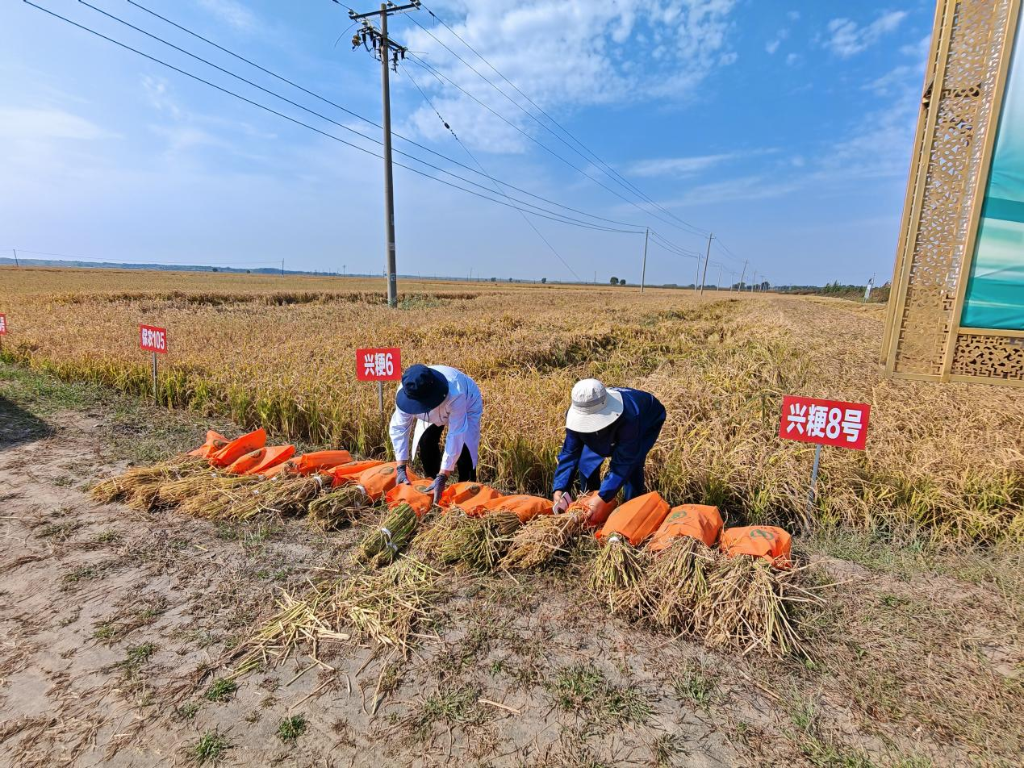 多元产业“齐头并进” 夯实乡村振兴之路