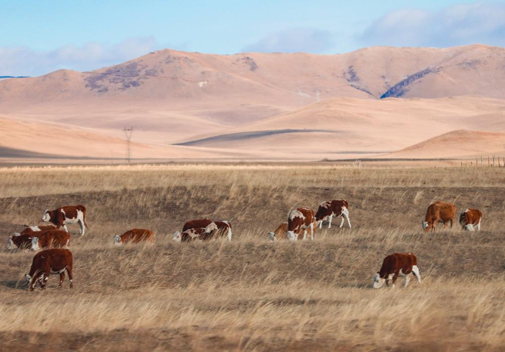 克什克腾草原冬日美景