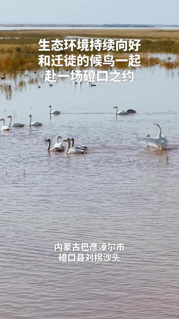 生態向好 赴一場磴口之約