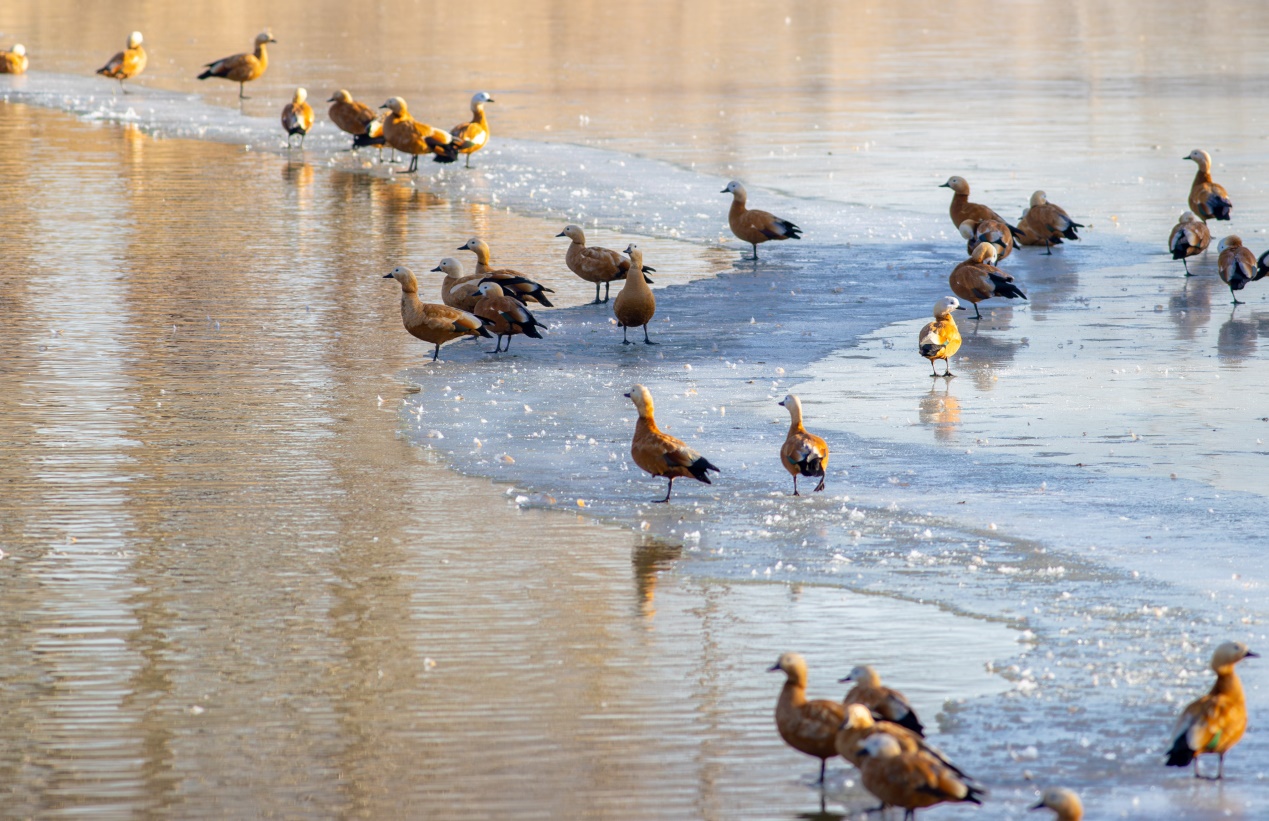 呼和浩特：候鸟蹁跹生态美
