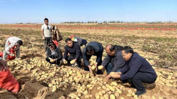 内蒙古磴口县：马铃薯亩产再创内蒙古新纪录