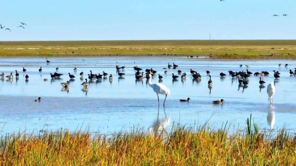 金亮：“湿地卫士”的四季守护