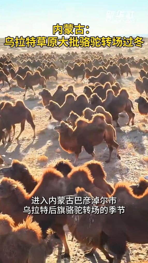 烏拉特草原大批駱駝轉場過冬