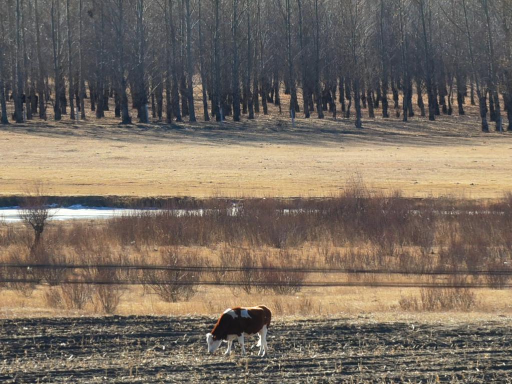 读懂内蒙古｜远山含黛 牧歌冬韵 内蒙古扎鲁特旗