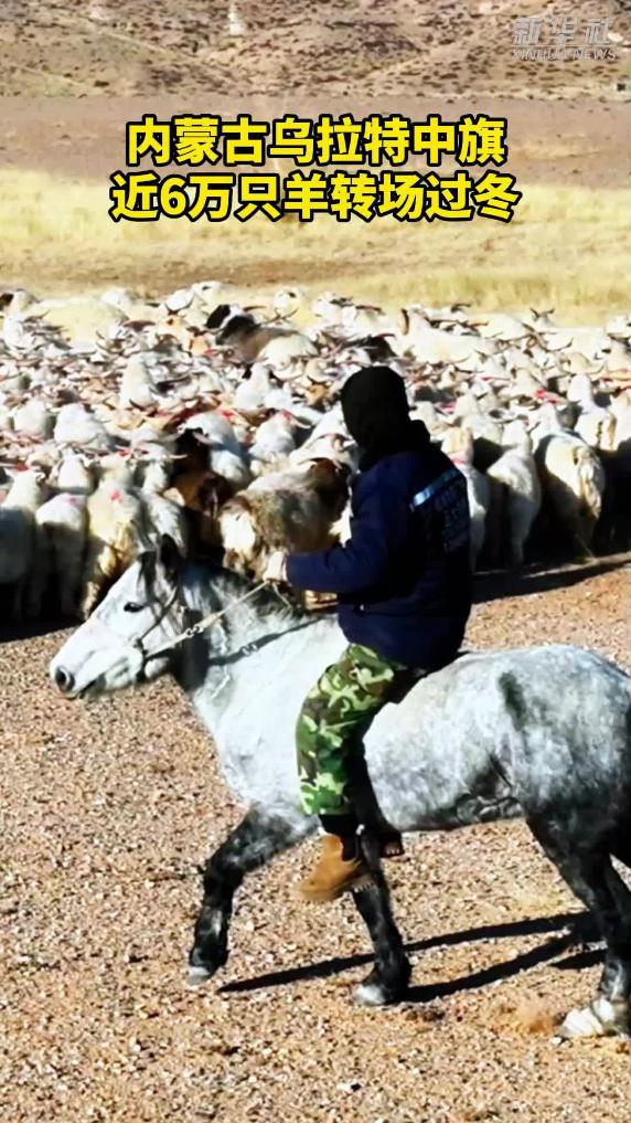 烏拉特中旗6萬隻羊轉場過冬