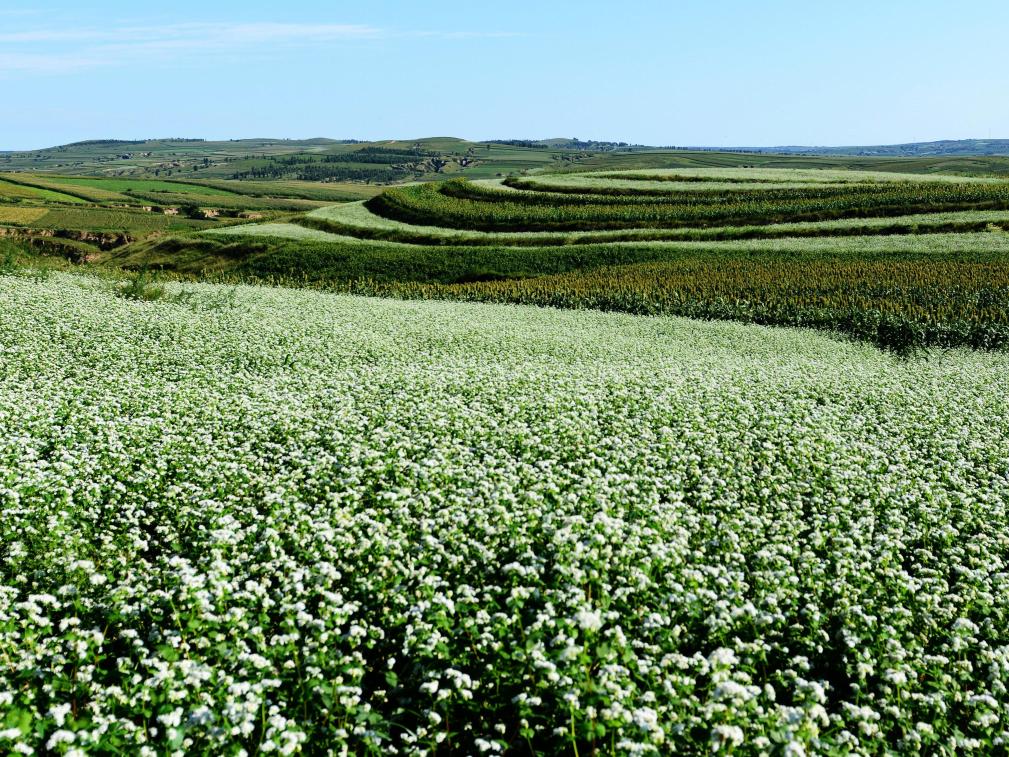 从磨面粉到做枕芯，这里的荞麦玩出新花样！